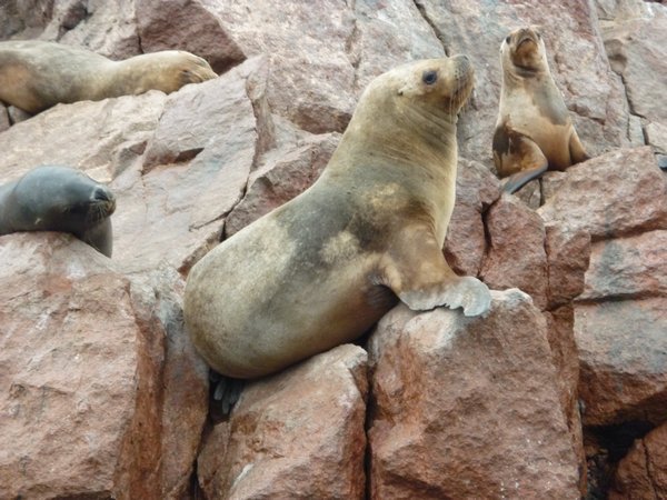 Sea Lion, Isla Ballestas