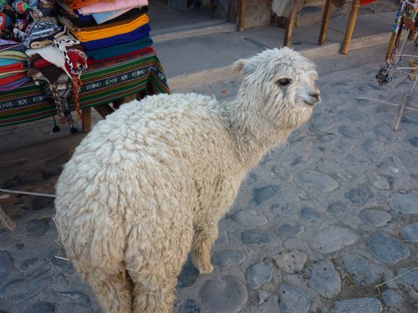 Llama, Colca Canyon