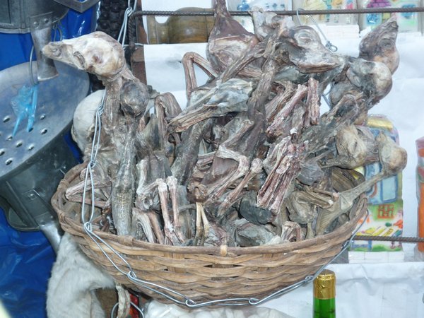 Llama foetuses for sale in la paz market