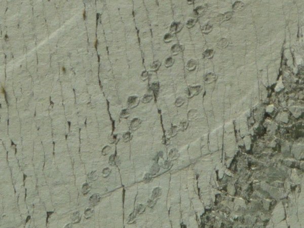 Close up dinosaur footprints