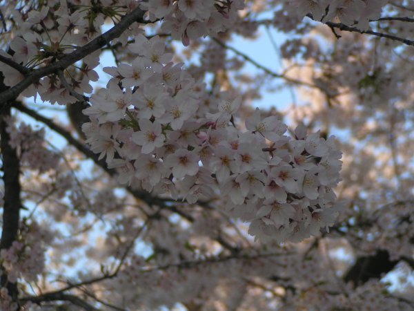 Sakura Close-up
