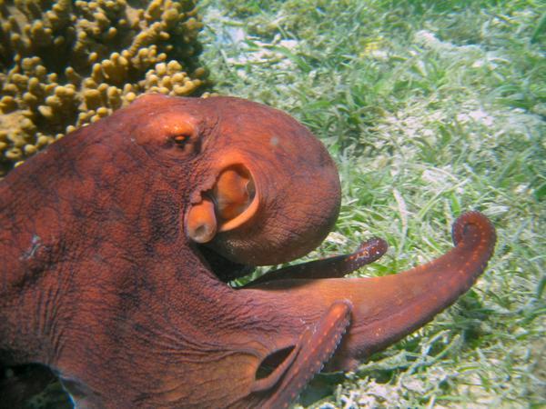 Octopus 1