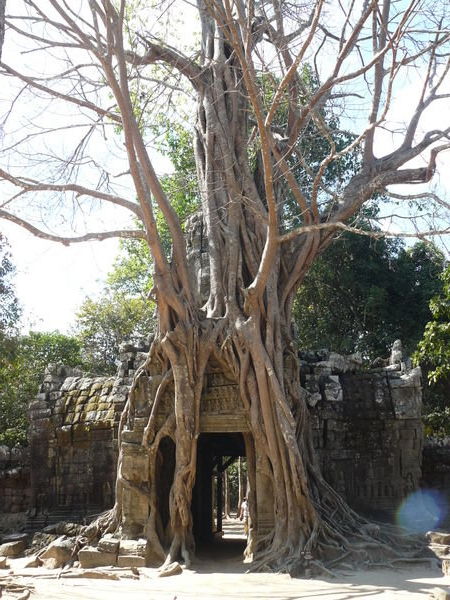 Tree/Temple | Photo