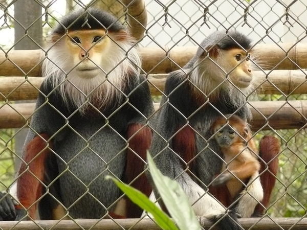 Langurs-Primate Rescue Center