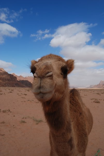 Gorgeous camel of Wadi Rum. 