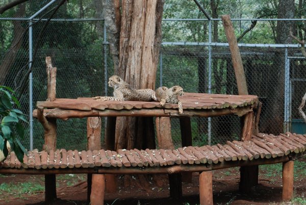 Cheetahs at the Animal Orphanage