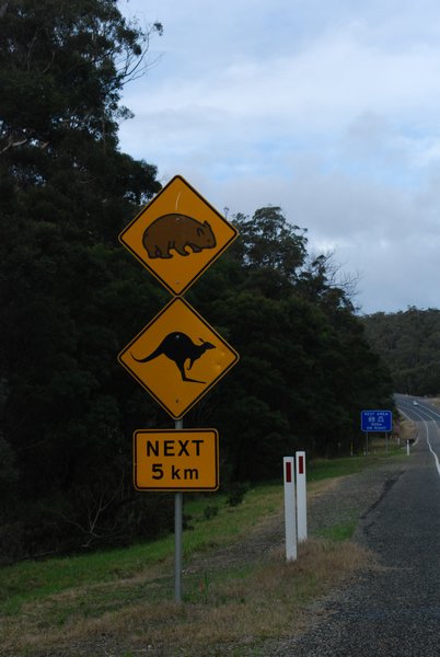 Only in Australia - Wombat and Kangaroo crossing.