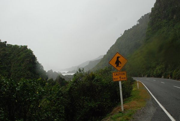 Penguin Crossing, West Coast