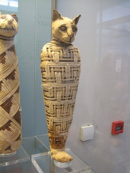 Mummified Cat