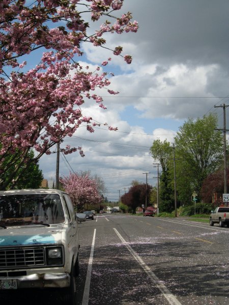 Southeast Portland Cherry blossom spring 08