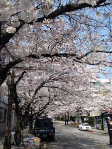 Cherry blossom street circa March 30th