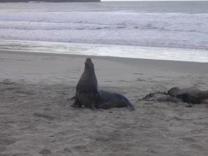 Seal in Dunedin