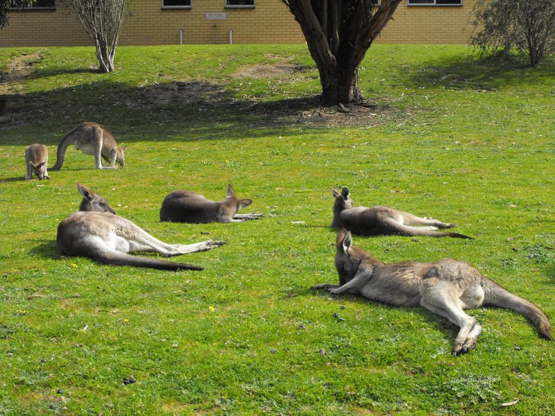 Lazy Roos