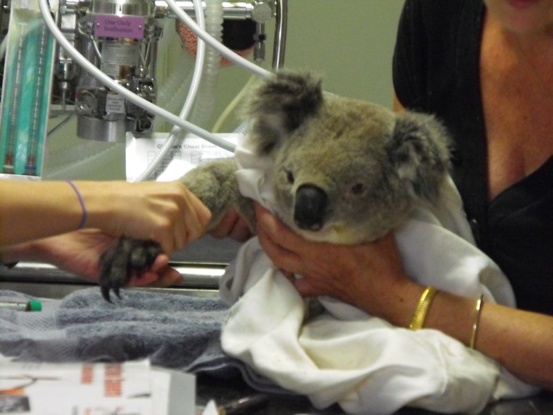 Poorly Koala