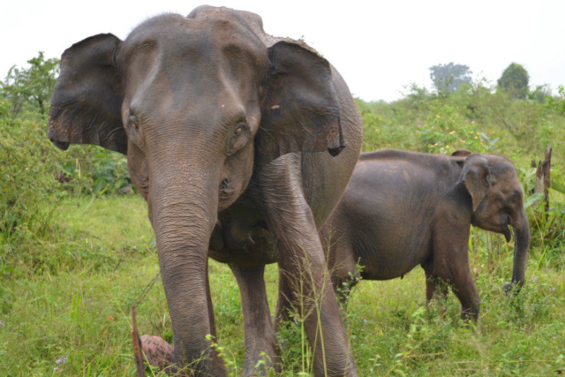 Elephants at Udawalawe National Park