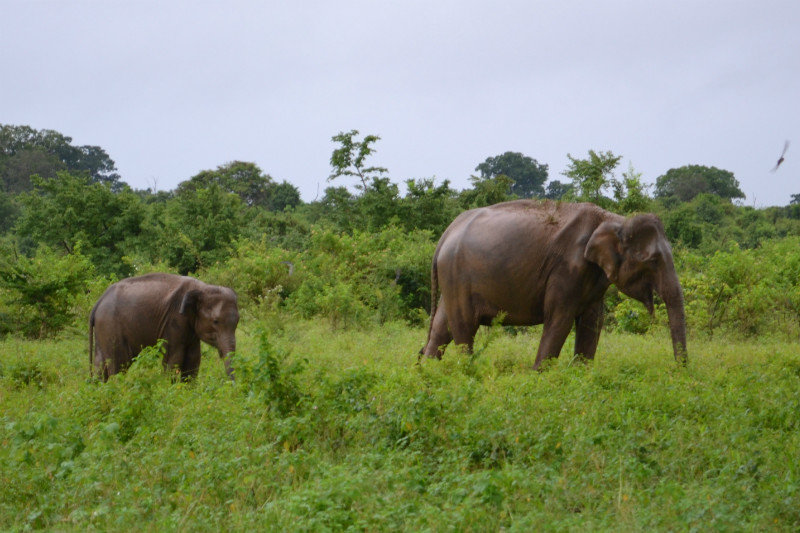 Elephants at Udawalawe National Park