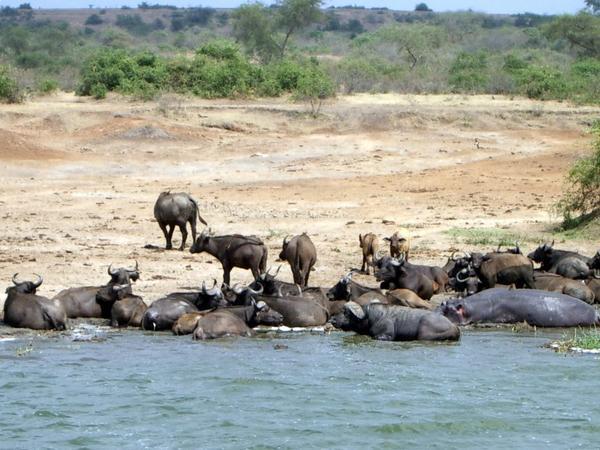 Boat Safari - Hippos & Buffalo