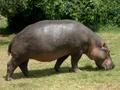 Closeup of the huge hippo