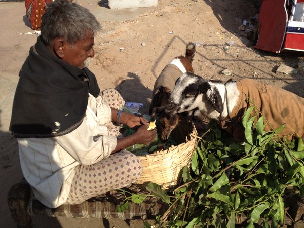 Man Feeding Goats