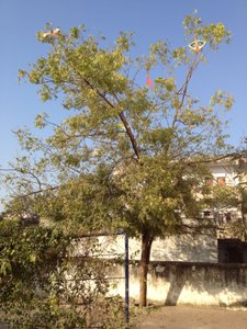 Kites in the Tree