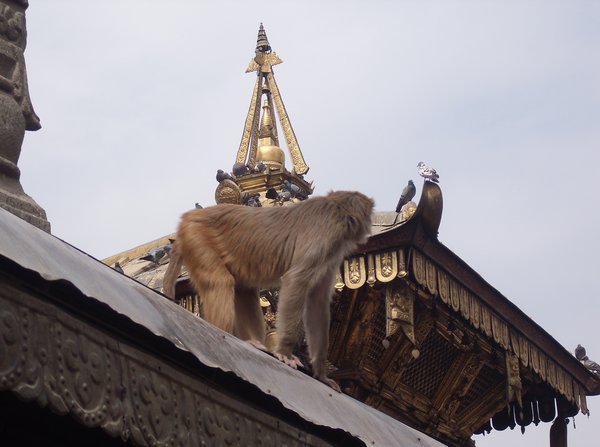 Monkeys on the Roof