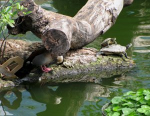 Turtles and  a duck