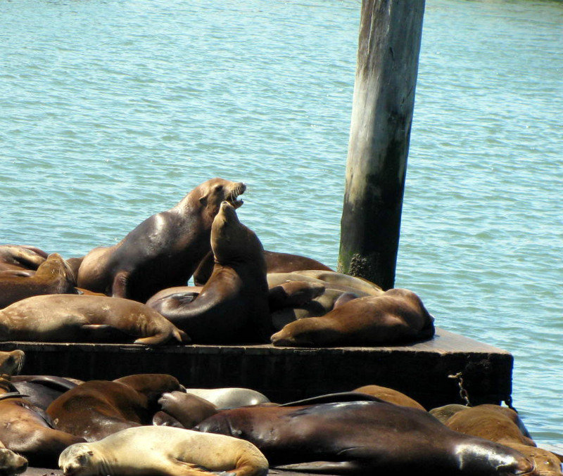 sea lions 2