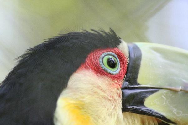Toucan at the Bird Center
