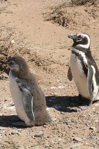 Penguins (with Baby)