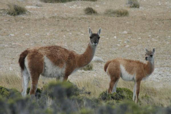 Guanacos