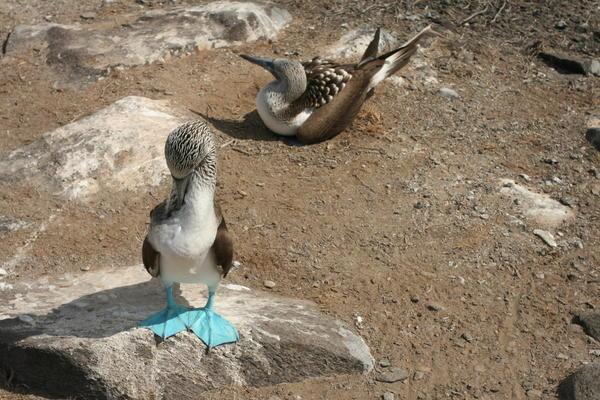 Blue Footed Booby Couple (Espanola)