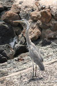 The Galapagos Greeter (Baltra)