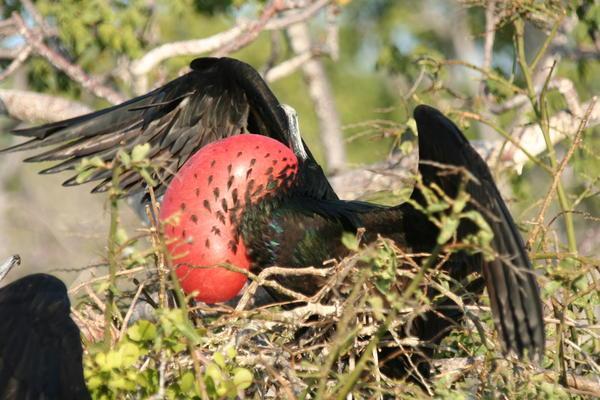 Great Frigate Bird Displaying (Seymour Norte)