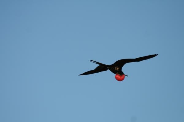 Frigate Bird in Flight (Seymour Norte)