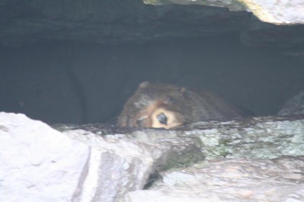 Sleeping Fur Seal (Genovesa)