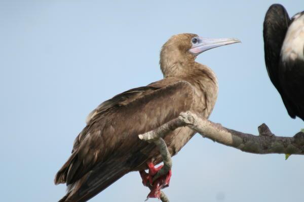 Red Footed Booby (Genovesa)