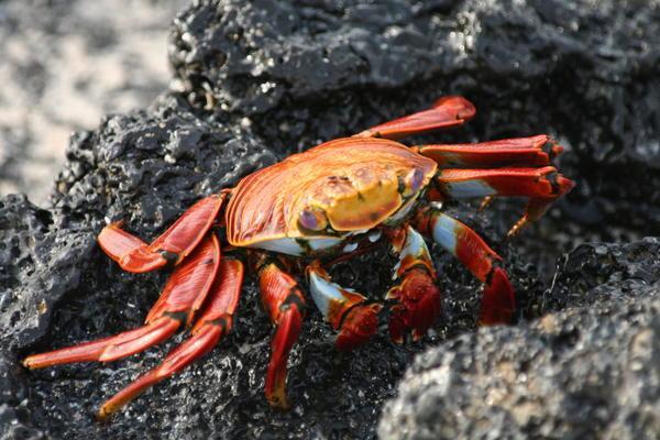 Sally Lightfoot Crab (Santa Cruz)