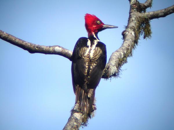 Guayaquil woodpecker (Marcelo Arias)