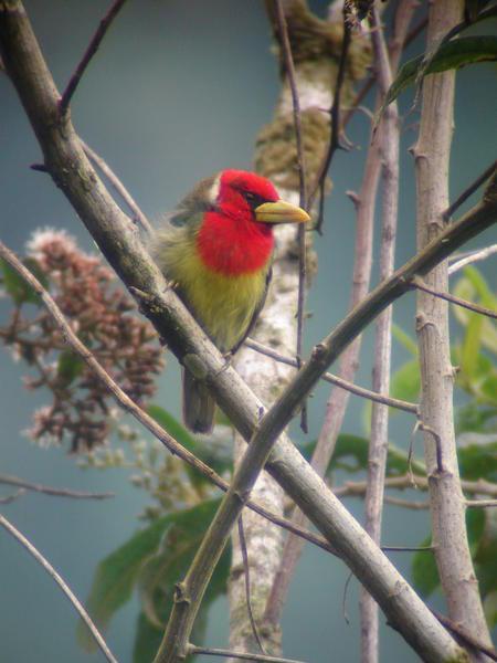 Red-Headed Barbet (Marcelo Arias)