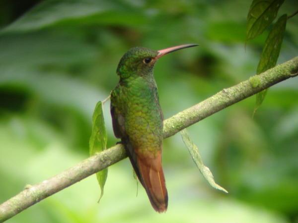 Rufous tailed hummingbird (Marcelo Arias)