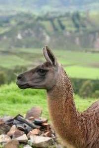 A view plus one llama