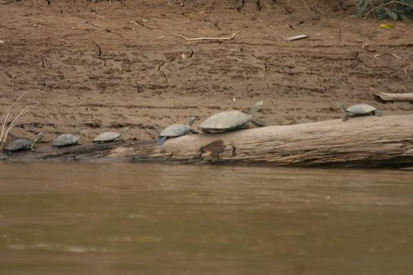 Turtles in a Line