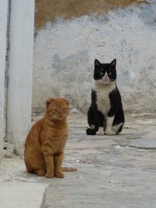 Hammamet cats