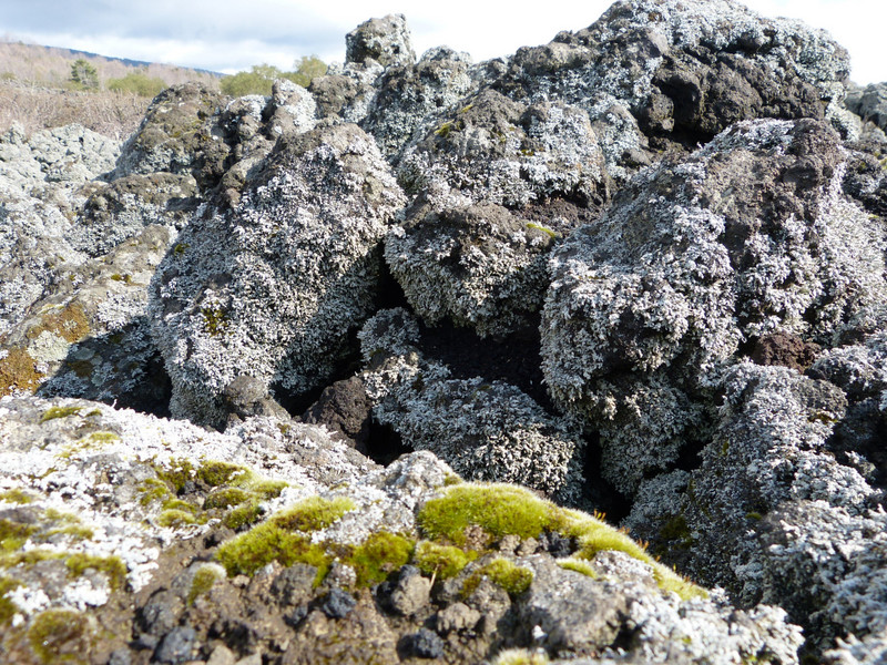 1979 lava with moss and lichens