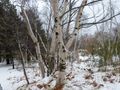 More birch