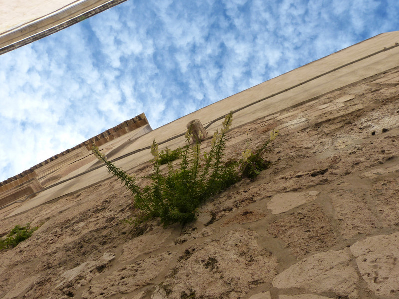 Plant growing mid-wall