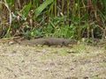Mongoose in the yard