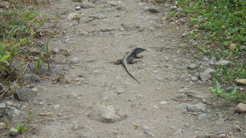Ground lizard (small dragon)