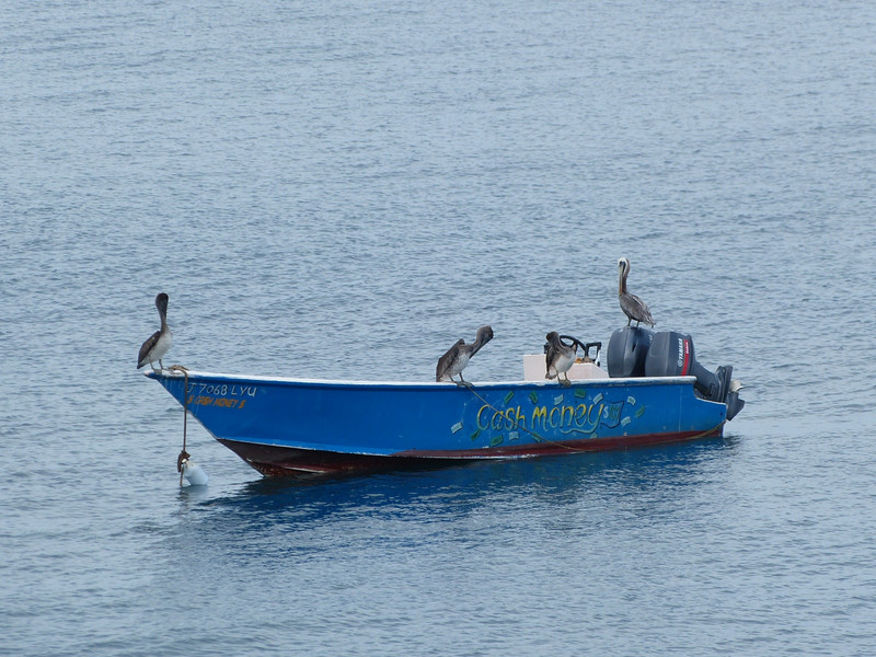 Pelican boat