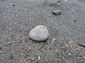 Pumice stone on beach